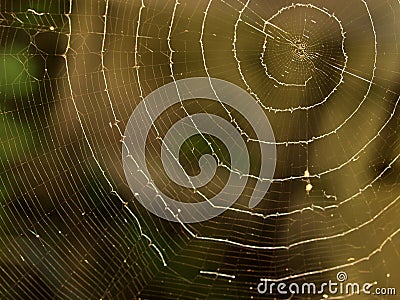 Spiral spider web Stock Photo