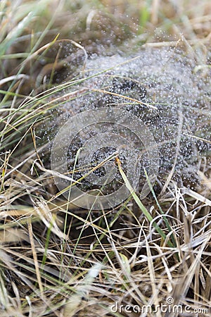 Spiral Spider Web With Tiny Water Droplets Stock Photo