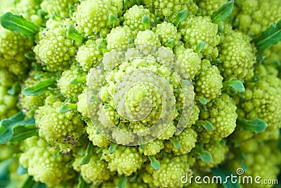 Spiral structure of cauliflower romanesco closeup Stock Photo