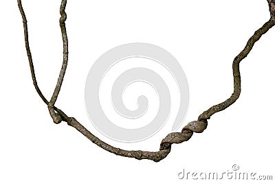 Spiral twisted jungle tree branch, vine liana plant isolated on Stock Photo