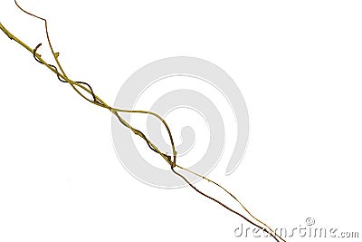 Spiral twisted jungle tree branch, vine liana plant isolated on white background, clipping path included Stock Photo