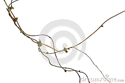 Spiral twisted jungle tree branch, vine liana plant isolated on white background, clipping path included Stock Photo