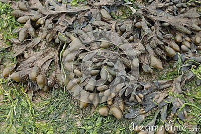 Spiral Wrack Fucus spiralis seaweed exposed at low tide Stock Photo