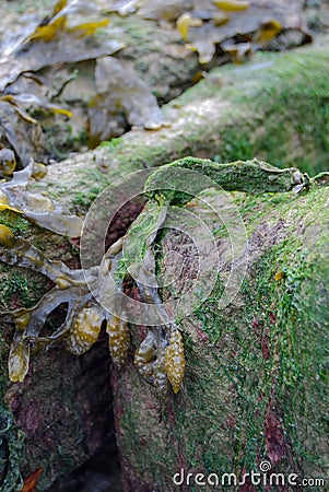 Spiral Wrack Fucus spiralis seaweed exposed at low tide Stock Photo