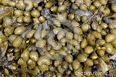 Spiral Wrack Seaweed (Fucus spiralis) (with Reproductive Bodies) Stock Photo