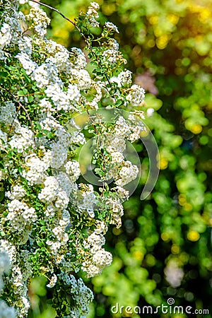 Spirea bushes bloom in the spring Stock Photo