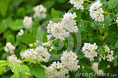 Spirea chamaedryfolia blooms profusely in the spring Stock Photo