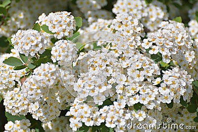 Spirea chamaedryfolia blooms profusely in the spring Stock Photo