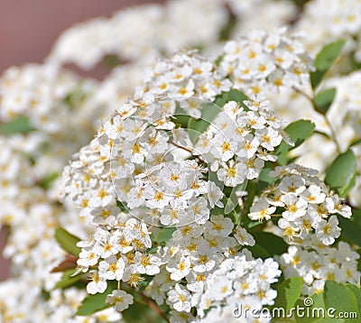 Spirea chamaedryfolia blooms profusely in the spring Stock Photo