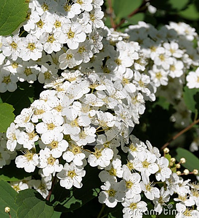 Spirea close-up Stock Photo