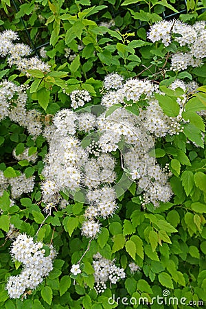 Spirea dubravcolista Spiraea chamaedryfolia L.. Flowering plant Stock Photo