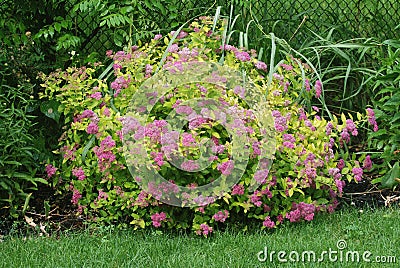 Spirea Stock Photo