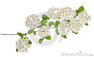 Spirea flowers Stock Photo