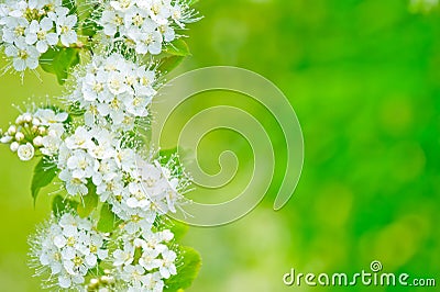 Spirea flowers Spiraea chamaedryfolia. Stock Photo