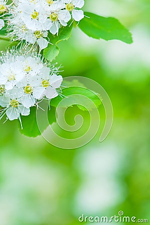 Spirea flowers Spiraea chamaedryfolia. Stock Photo