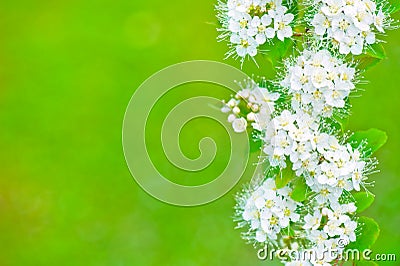 Spirea flowers Spiraea chamaedryfolia. Stock Photo