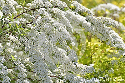 Spirea Thunberg blooms profusely in the spring Stock Photo