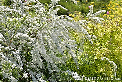 Spirea Thunberg blooms profusely in the spring Stock Photo