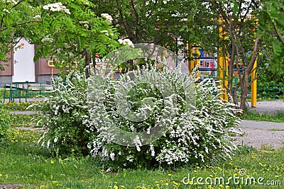 Spirea Thunberg blooms profusely in the spring Stock Photo