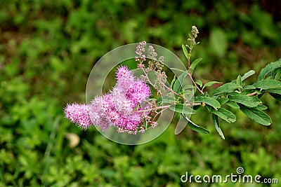 Spirea Triumphans or Spiraea x billardii Triumphans garden hybrid plant with tiny purplish pink flowers and dark green oblong leav Stock Photo