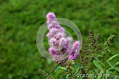 Spirea Triumphans or Spiraea x billardii Triumphans garden hybrid plant with tiny purplish pink flowers on dark leaves background Stock Photo