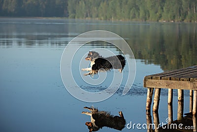 A spirited Australian Shepherd dog leaps from a wooden dock into a tranquil lake Stock Photo