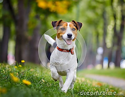 Spirited Jack Russell Terrier enjoys a playful day in a sun-kissed park Stock Photo