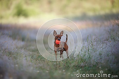 A spirited Toy Terrier dog runs across a field Stock Photo