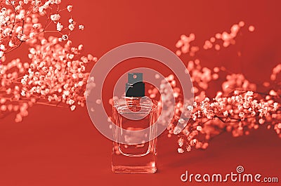 Spirits with live branches of gypsophila coral color Stock Photo