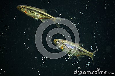 Spirlin (Alburnoides bipunctatus) Stock Photo