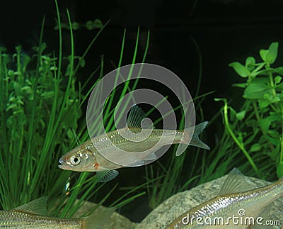 SPIRLIN alburnoides bipunctatus Stock Photo