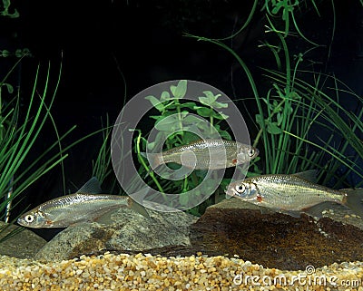 SPIRLIN alburnoides bipunctatus Stock Photo