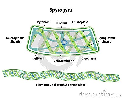 Spirogyra Cell Structures of Algae Vector Illustration