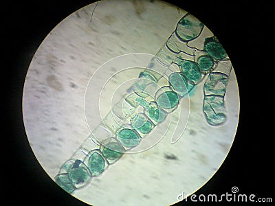 Spirogyra conjugation Stock Photo