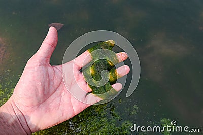 Spirogyra freshwater algae - seaweed freshwater in the river stream can live in clean water, green aquatic weed - common names Stock Photo