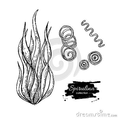 Spirulina seaweed hand drawn . Isolated Spirulina algae on white background. Vector Illustration