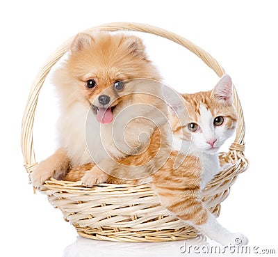 Spitz dog embraces a cat in basket. Stock Photo