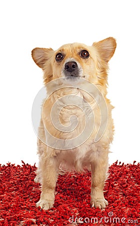 Spitz dog on red carpet Stock Photo