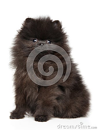 Spitz puppy sits on white background Stock Photo