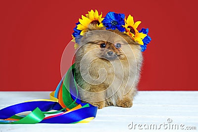 Spitz puppy with wreath Stock Photo