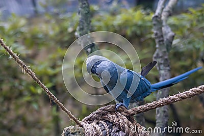 The Spix`s macaw Stock Photo