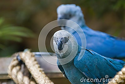 The Spix`s macaw Stock Photo