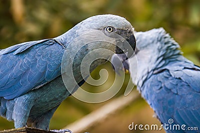 The Spix`s macaw Stock Photo