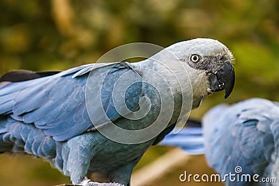 The Spix`s macaw Stock Photo