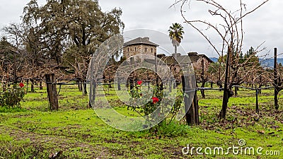 Winter Vineyard with Red Roses Stock Photo