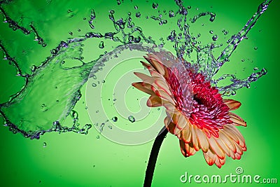 Splash on a Daisy Stock Photo