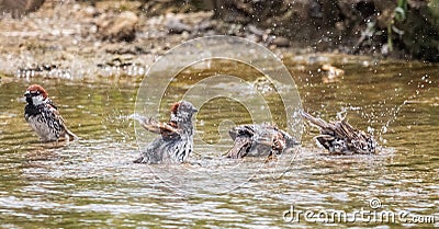 Splash of water from flock of small sparrow birds making bath, welcome spring banner Stock Photo