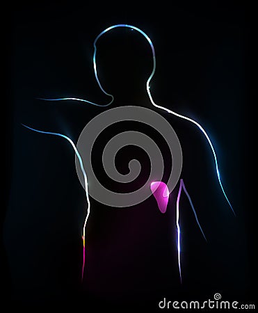 Spleen Vector Illustration