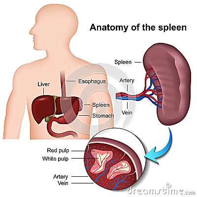 Spleen anatomy 3d medical illustration Cartoon Illustration