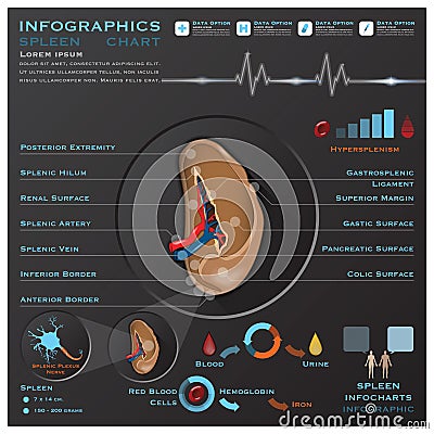 Spleen Anatomy System Medical Infographic Infochart Vector Illustration